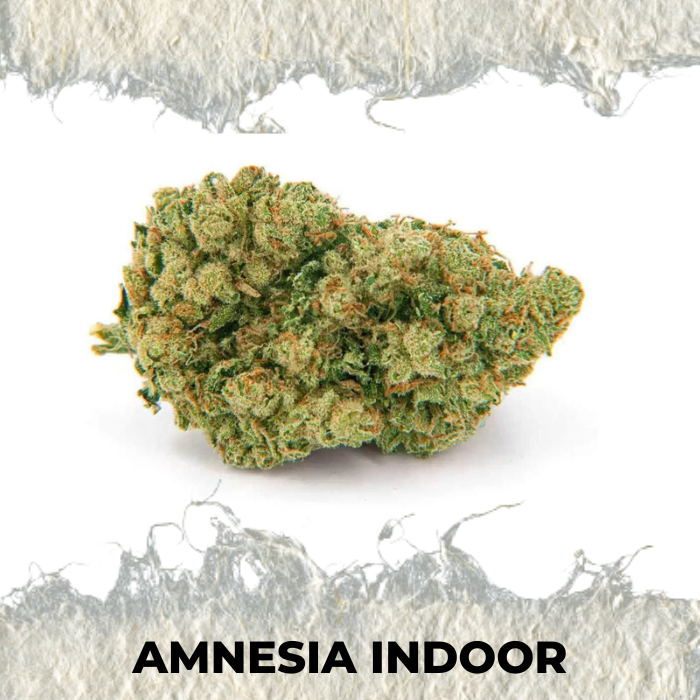 Flor CBD Amnesia Hidropónico indoor Premium - SUPERCBD - SUPERCBD