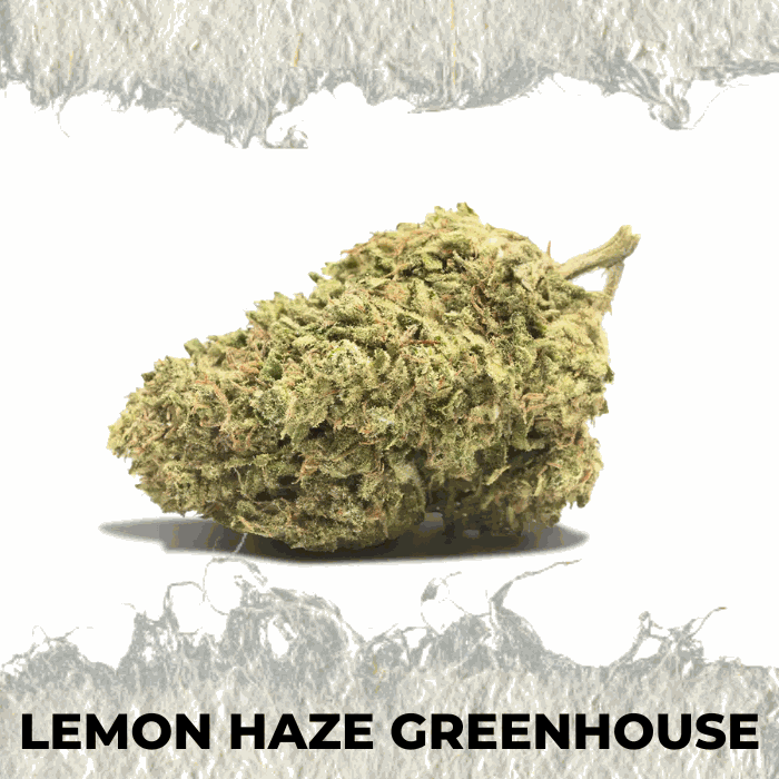 Lemon Haze Greenhouse