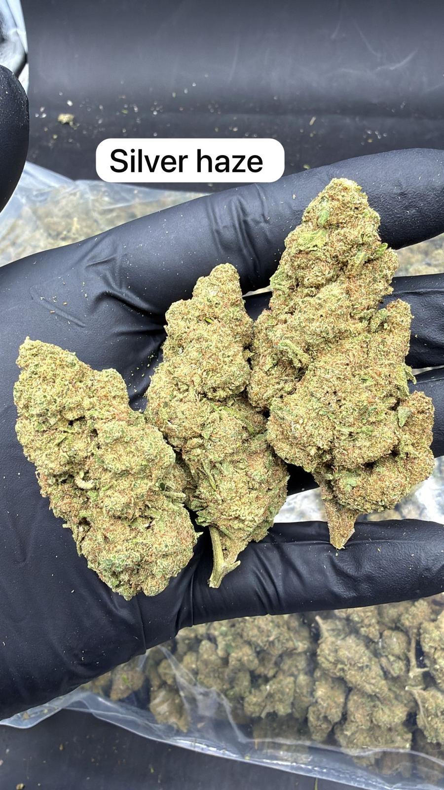 Silver Haze Indoor - Calidad Premiun - SUPERCBD