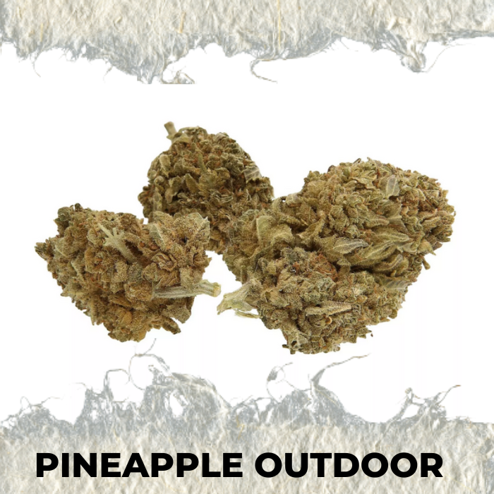 Pineapple Outdoor