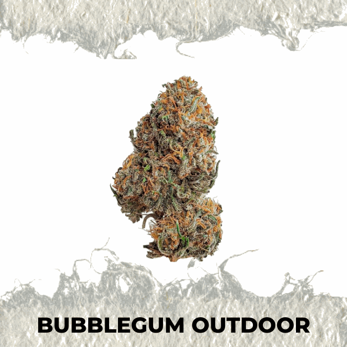 Bubblegum Outdoor