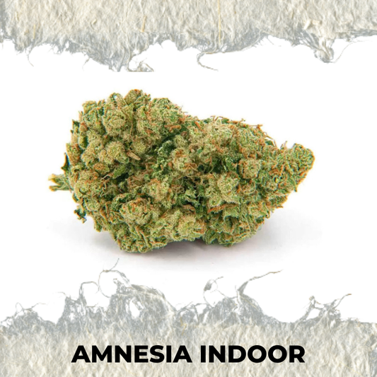 Flor CBD Amnesia Hidropónico indoor Premium - SUPERCBD