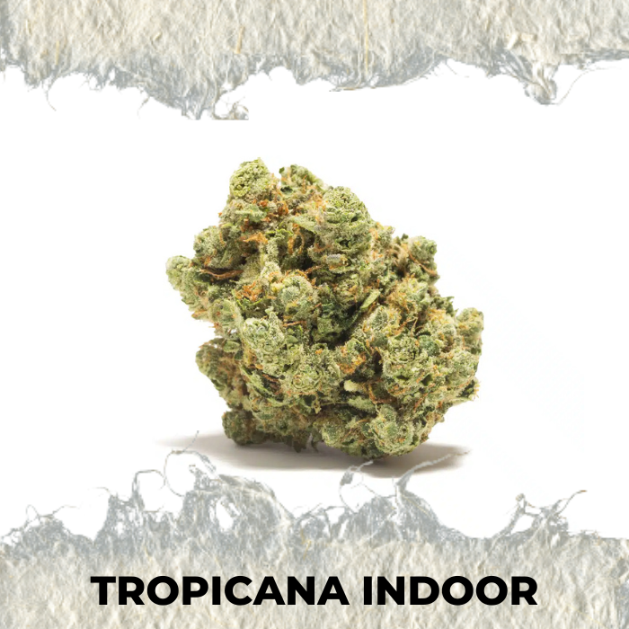 Flor CBD Tropicana Cutlivo interior PREMIUM - SUPERCBD - SUPERCBD