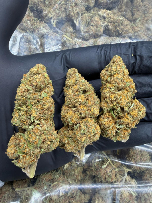 Caligrape Indoor - calidad premium - SUPERCBD