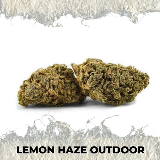 Lemon Haze Outdoor