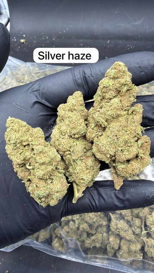 Silver Haze Indoor - Calidad Premiun - SUPERCBD