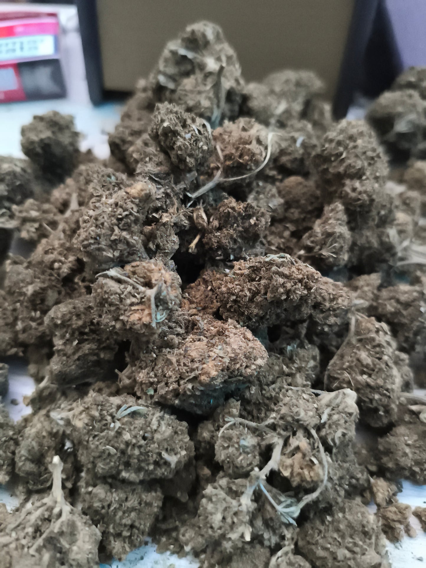 Hazelnut GreenHouse - calidad normal - SUPERCBD