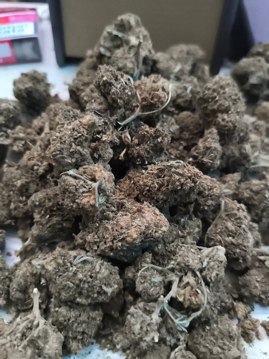 Hazelnut GreenHouse - calidad normal